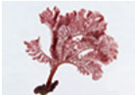 Seaweed Systematics Lab